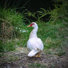 Muscovy Duck
