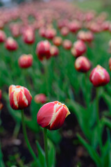Close-up of a scarlet tulip in a tulip bed.