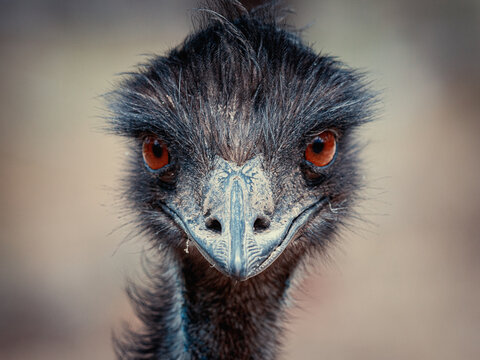 portrait of an Emu