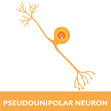 Pseudounipolar neuron Vector Illustration