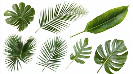 Collection of palm leaves isolated on white background 