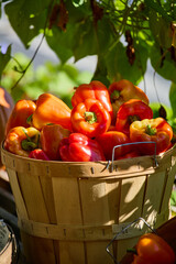 red peppers in a basket