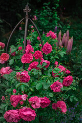 Beautiful pink Shrub Rose Rosarium Uetersen Kordes
