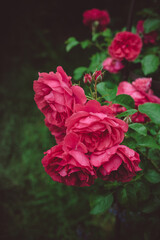 Beautiful pink Shrub Rose Rosarium Uetersen Kordes