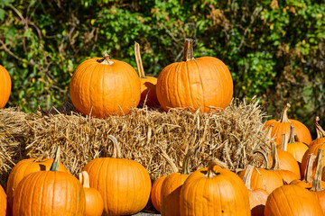 A Colorful autumn pumpkin display