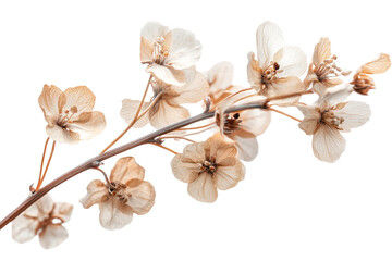 Delicate dried flowers on a transparent background