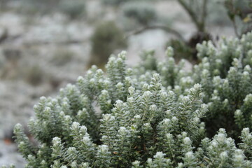 amanhecer com geada em urubici, santa catarina