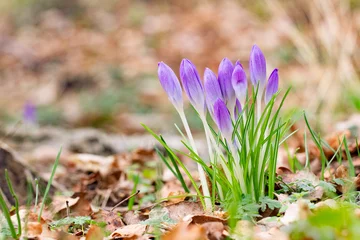 Fototapete Rund Krokusse © Heike
