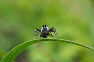 spider eating fly on leaf