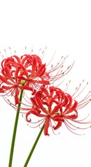 Obraz premium A close-up captures the striking beauty of the red Higanbana, its delicate petals curling elegantly outward. The vibrant crimson hue contrasts against the white background