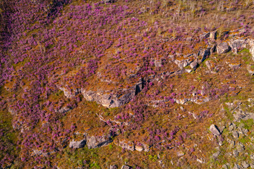 Beautiful spring mountains blooming pink maralnik wild rosemary. Chuysky tract Altai, Siberia, Russia, Drone aerial view
