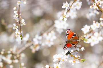 Schlehenblüte mit Tagpfauenauge