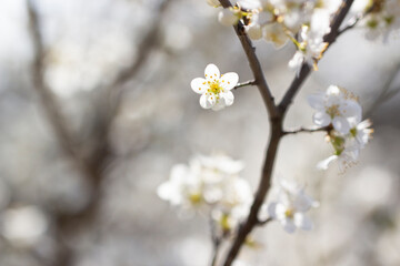 Obraz premium Schlehenblüte 2