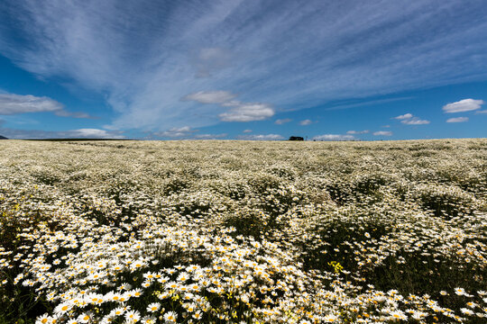 Field of white daisies under a blue sky with streaked clouds.