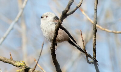 bird on a branch
