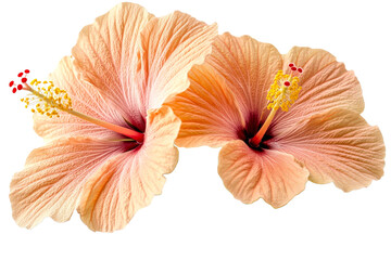 Beautiful hibiscus flowers with delicate petals and colors