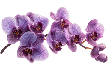 Obraz na płótnie Canvas Purple orchids arranged on a transparent background