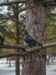 Beautiful dark colour pigeon in the park sitting on the fir branches forest at the beginning of spring season. Small dark dove bird looking at the pine forest from the big tree twig without leaves