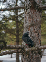Beautiful dark colour pigeon in the park sitting on the fir branches forest at the beginning of spring season. Small dark dove bird looking at the pine forest from the big tree twig without leaves