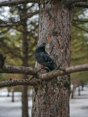 Beautiful dark colour pigeon in the park sitting on the fir branches forest at the beginning of spring season. Small dark dove bird looking at the pine forest from the big tree twig without leaves