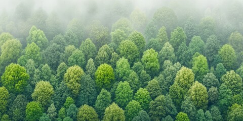 Forest canopy banner