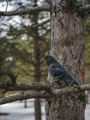 Beautiful dark colour pigeon in the park sitting on the fir branches forest at the beginning of spring season. Small dark dove bird looking at the pine forest from the big tree twig without leaves