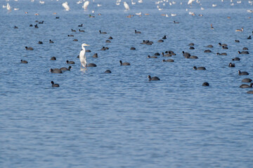 Habitat for birds, herons and coots