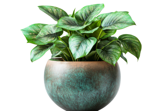 Green indoor plant in decorative pot with smooth texture