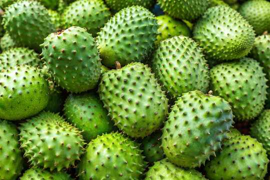 Close-up of green, spiky guanabana, soursop or annona fruits arranged in a pile, showcasing the unique texture of the soursop fruit. 