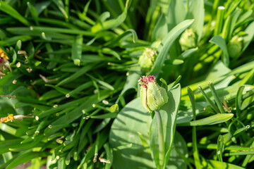 Photo of Fringed tulip buds planted in a garden