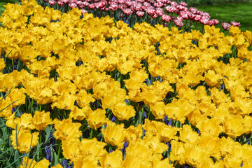 Photo of Yellow Fringed Tulip in the garden.