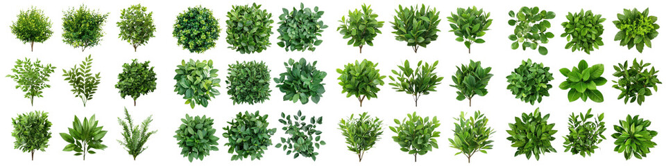 Naklejka premium Assortment of vibrant healthy leaves and greenery from various plants trees and herbs showcasing the beauty and diversity of natural flora