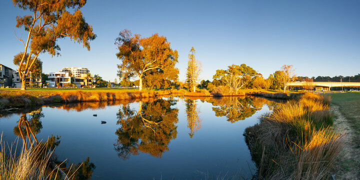 Reflections of gum trees on a small  inner city lake
