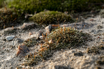 Lichen on the background of granite stones