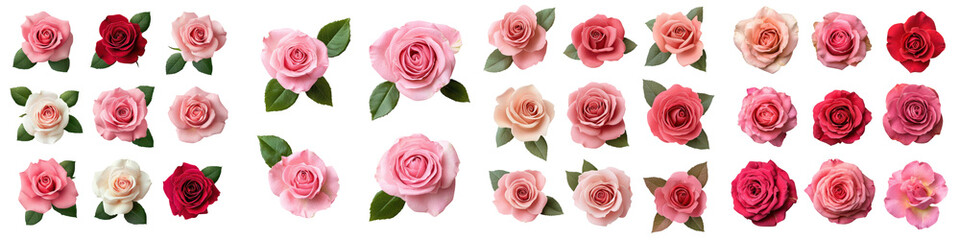 Fototapeta premium Lovely assortment of gorgeous pink and red rose flowers with green leaves in various stages of bloom creating a harmonious floral display perfect for romantic elegant