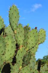 Opuntia cochenillifera is a succulent, evergreen shrubby or tree-like cactus 
The plant is harvested from the wild for local use as a food, medicine and source of materials 