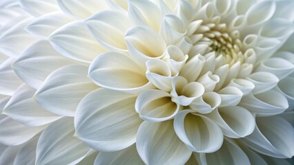 Fototapeta premium Micro petals background A close-up view of a delicate white flower with intricate petal formations. Abstract micro flower.