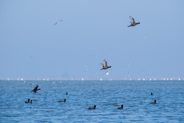 coots
