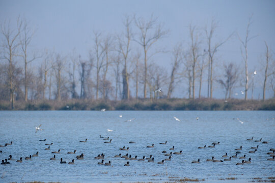 coots