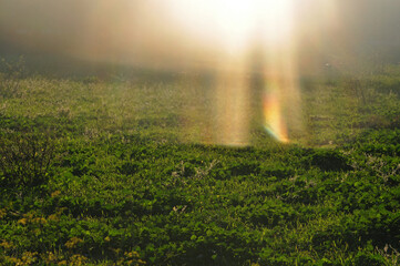 glorious rays of sunlight on green grass sunny day abstract