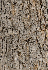 Tree bark coarse texture close up background