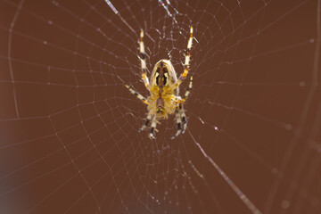 Close-up of cross spider in sunlight, abdomen of cross spider, cross spider in web, brown background, close-up of Araneus and spider web, hairs of Araneus 