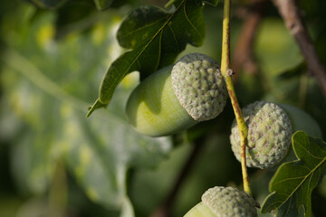 Acorn on the oak tree, acorn and oak leaves, acorns between  green leaves, close-up of seeds