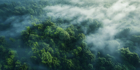 Aerial view of a misty forest at sunrise, with sunlight rays piercing through fog and green trees