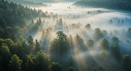 Misty Forest Sunrise - Aerial view of sun rays breaking through morning fog in a lush green forest. Serene and peaceful nature scene