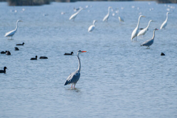 Habitat for birds, herons and coots