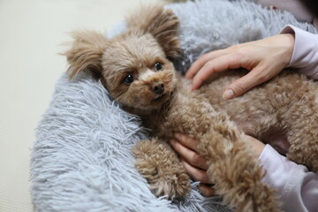 飼い主に撫でてもらっているトイ・プードル
