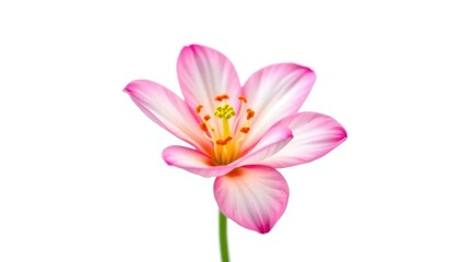 Obraz premium A vibrant single bloom, petals unfurled, isolated on pure white , close-up, blossom