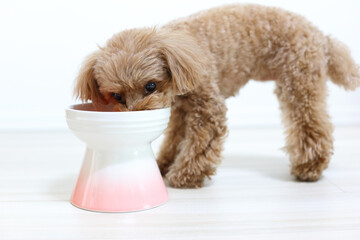 ご飯を食べているトイ・プードル