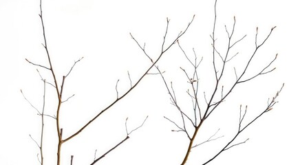 Delicate, bare branches isolated against a pure white backdrop, detail, line